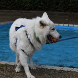 155526